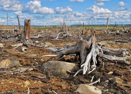 Image result for deforestation